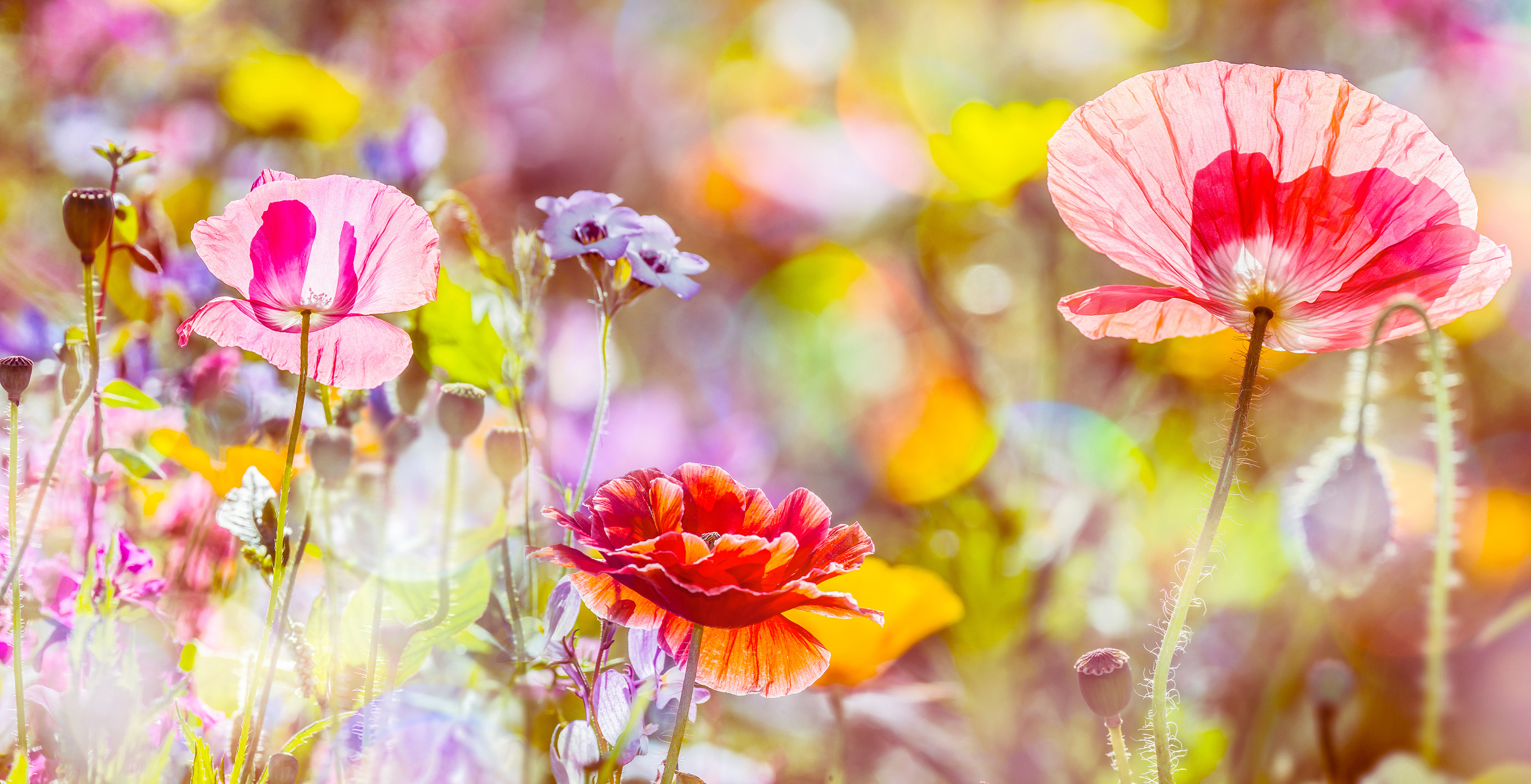 Fairy magic facial treatment