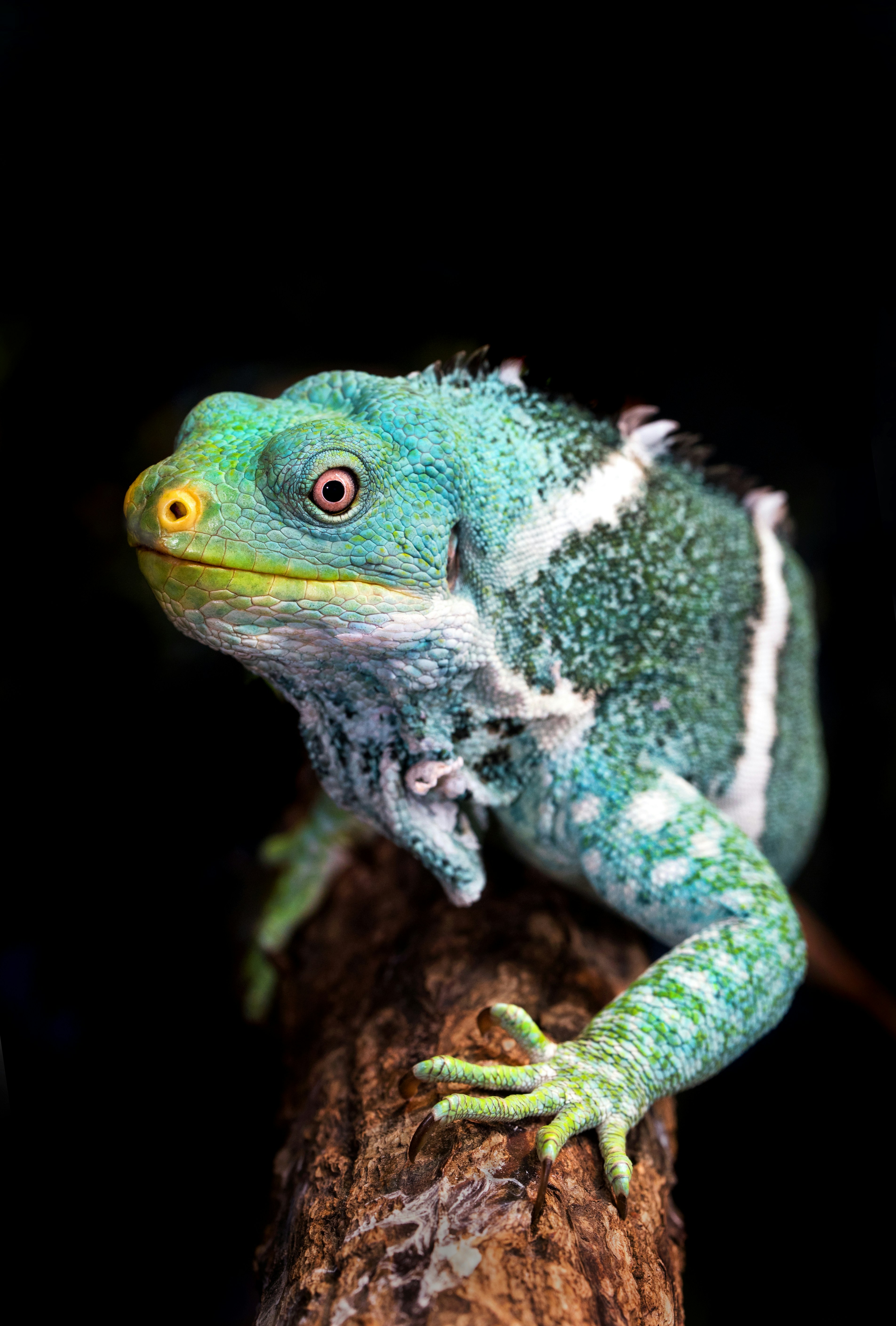 Reptile house Jonsdorf