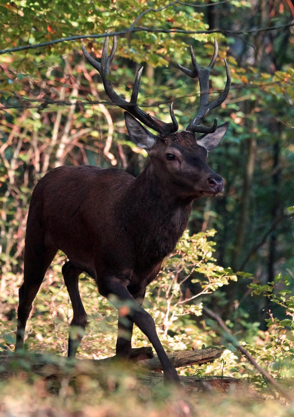 Wildlife observation .