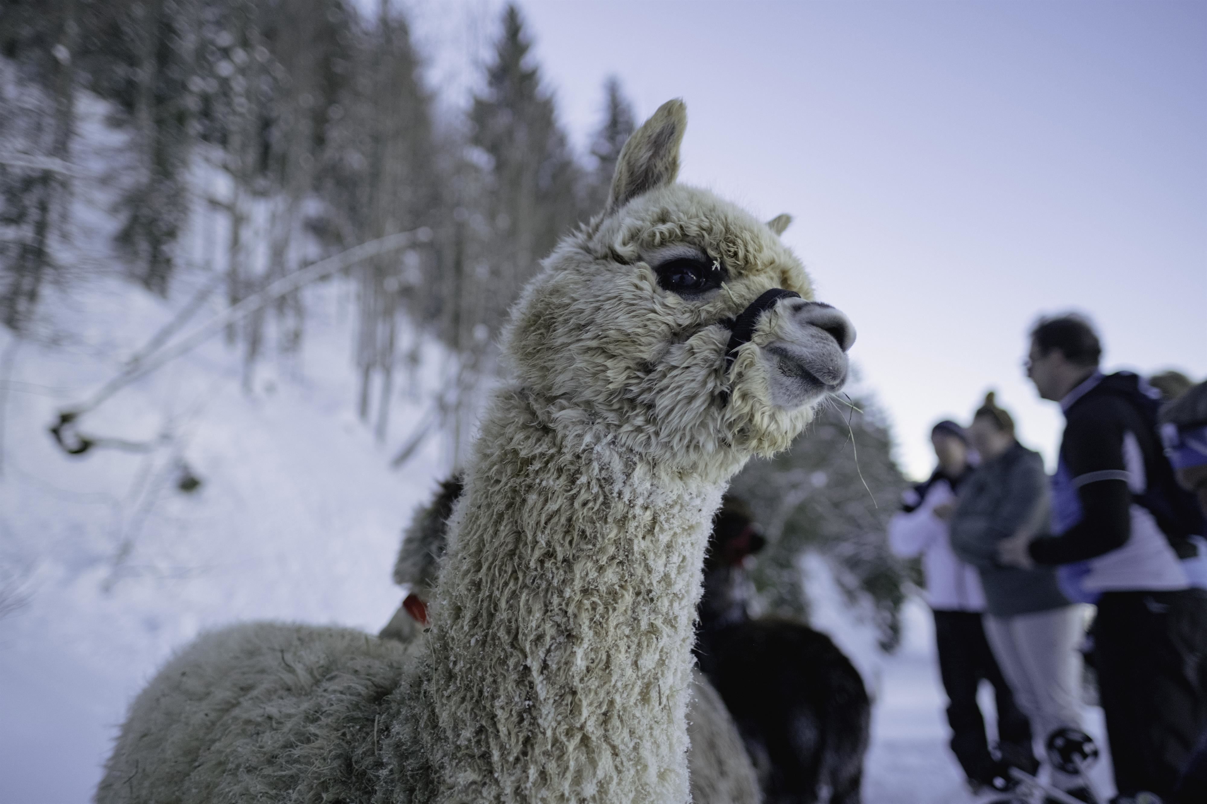 Winterwanderung mit Alpakas