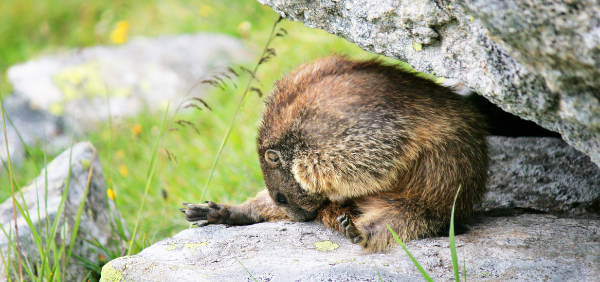Wildlife Watch