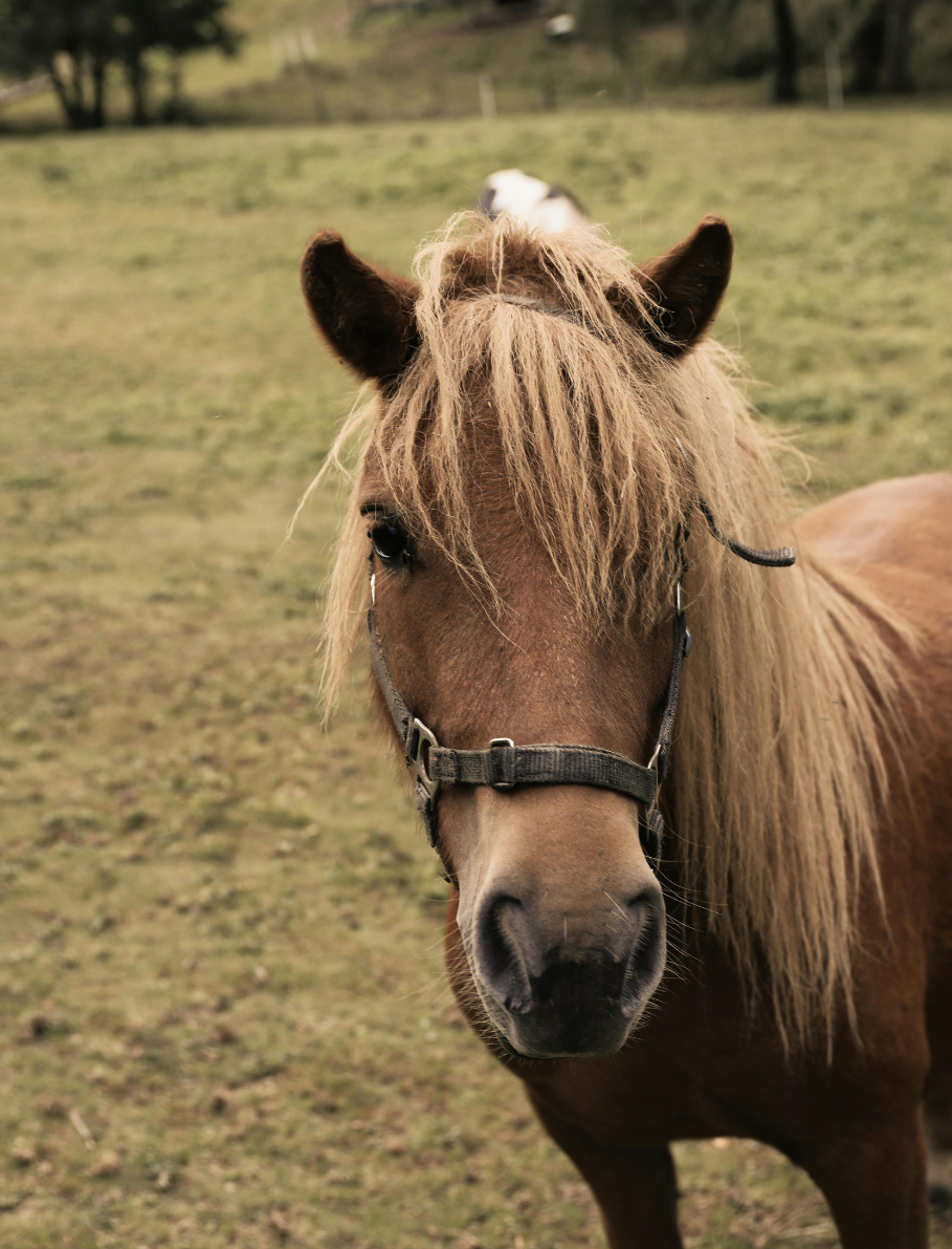 Pony rides in summer