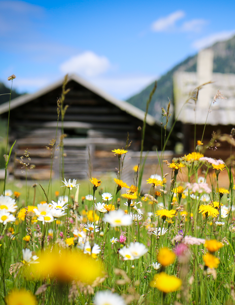 June.Bluama.Time - The Meadow Month