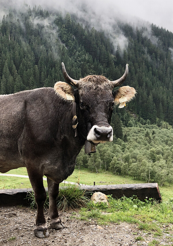 Alpenluft & Ziegengeruch