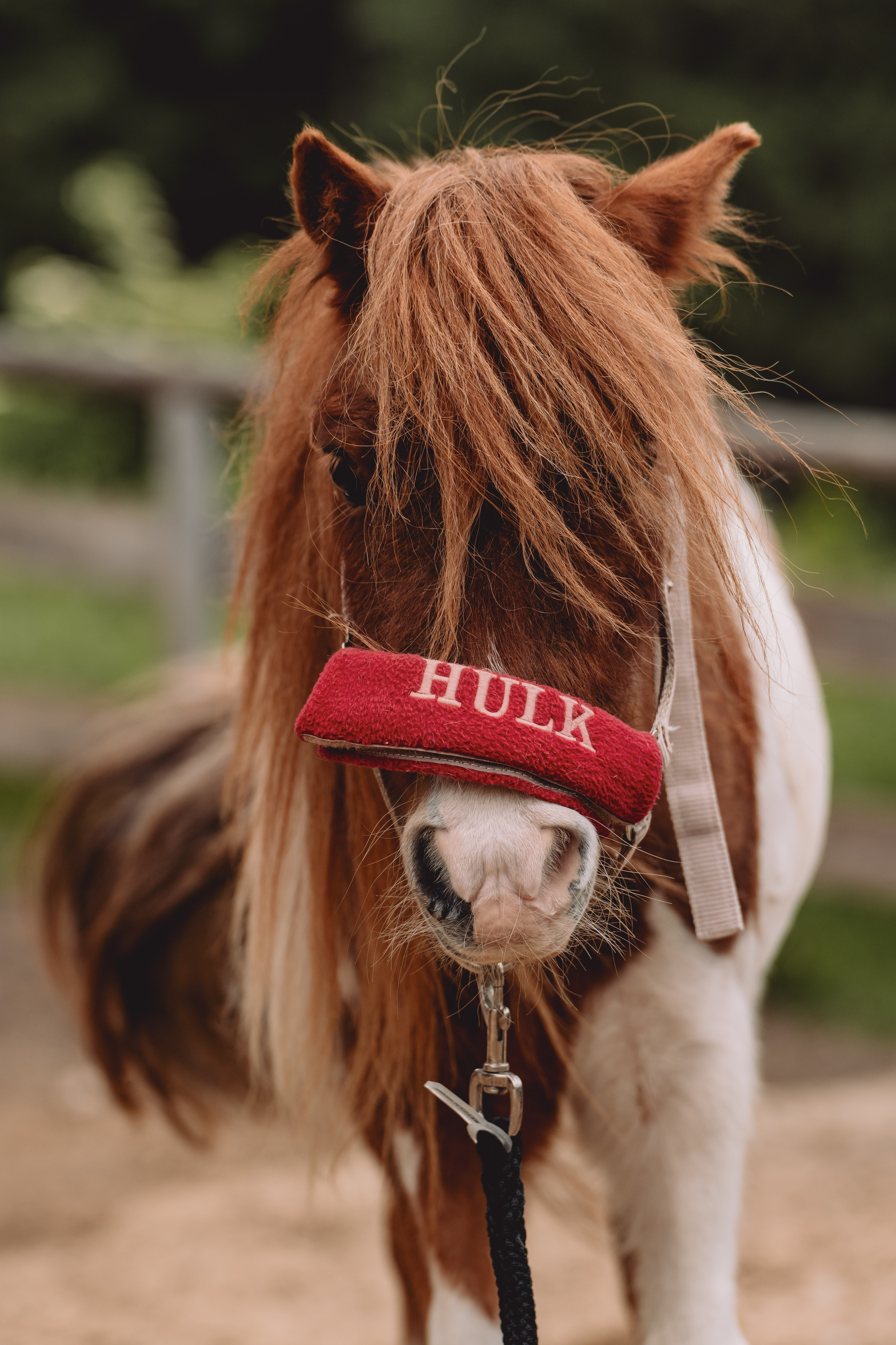 Ponymiete