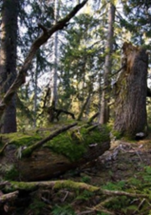 Wanderung Lebensraum Wald 40ee9f45-2739-4dd2-ab07-4b9f24047ace.jpeg