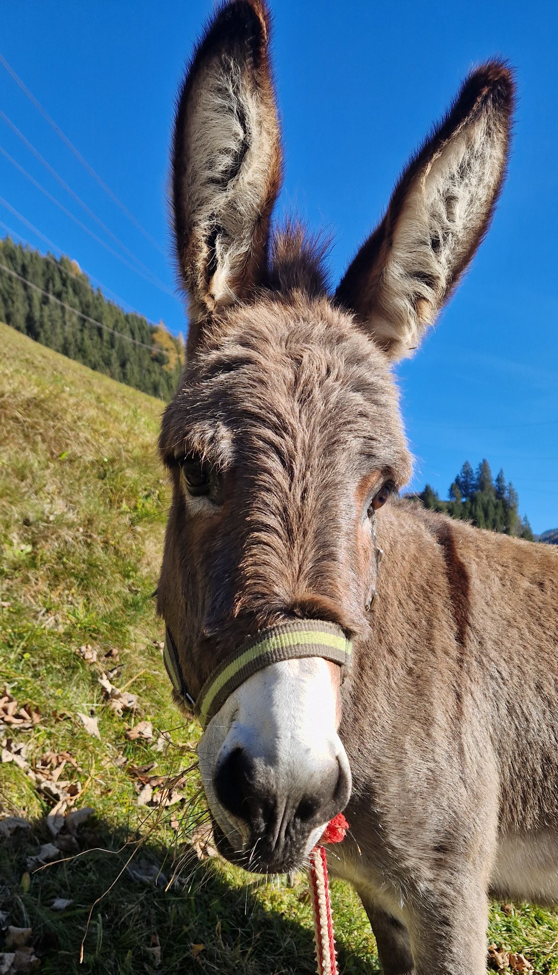Donkey hike