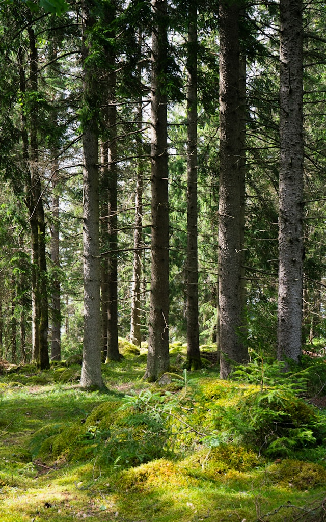Forest bathing with Anni