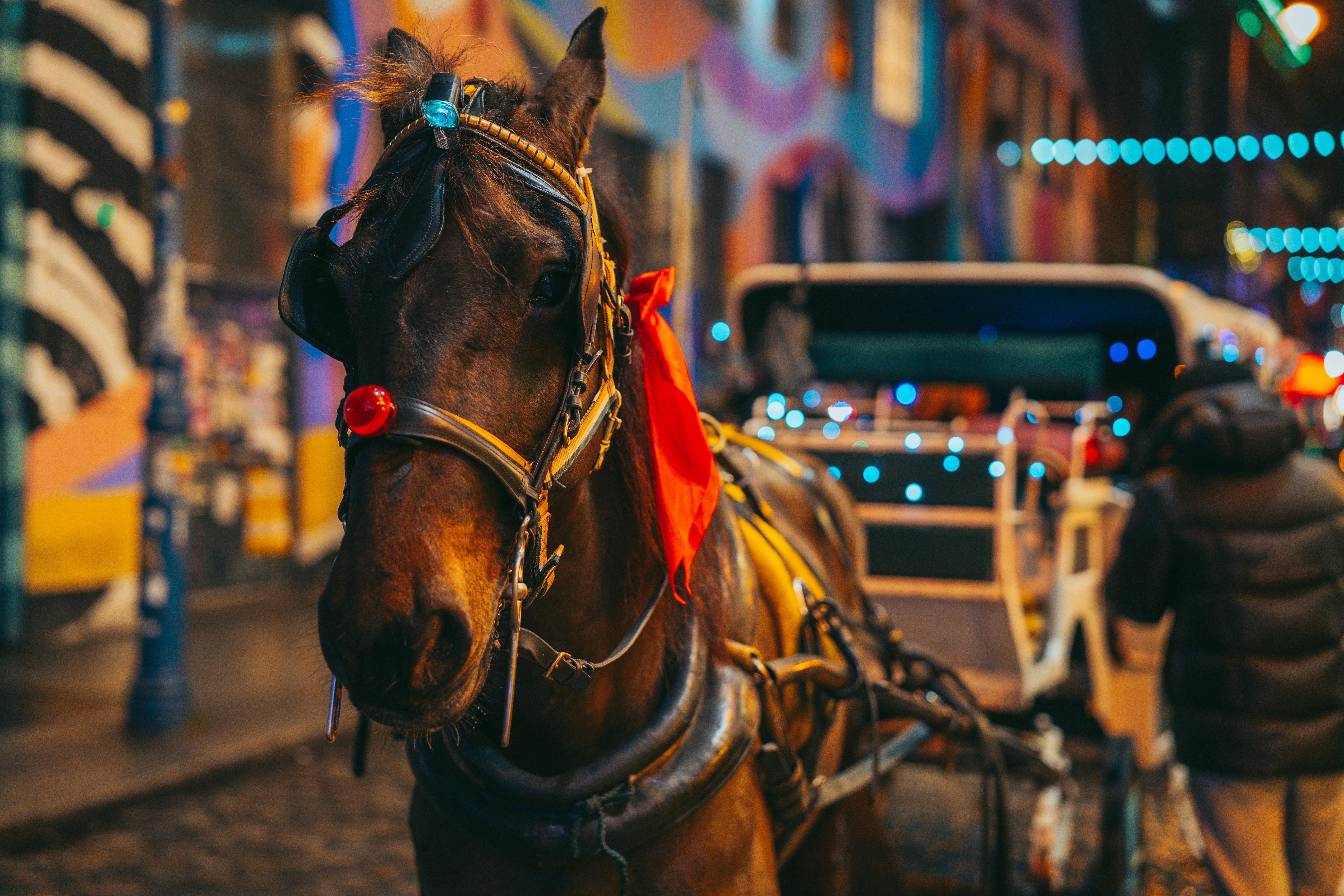 Enchanting romance - carriage ride for lovers
