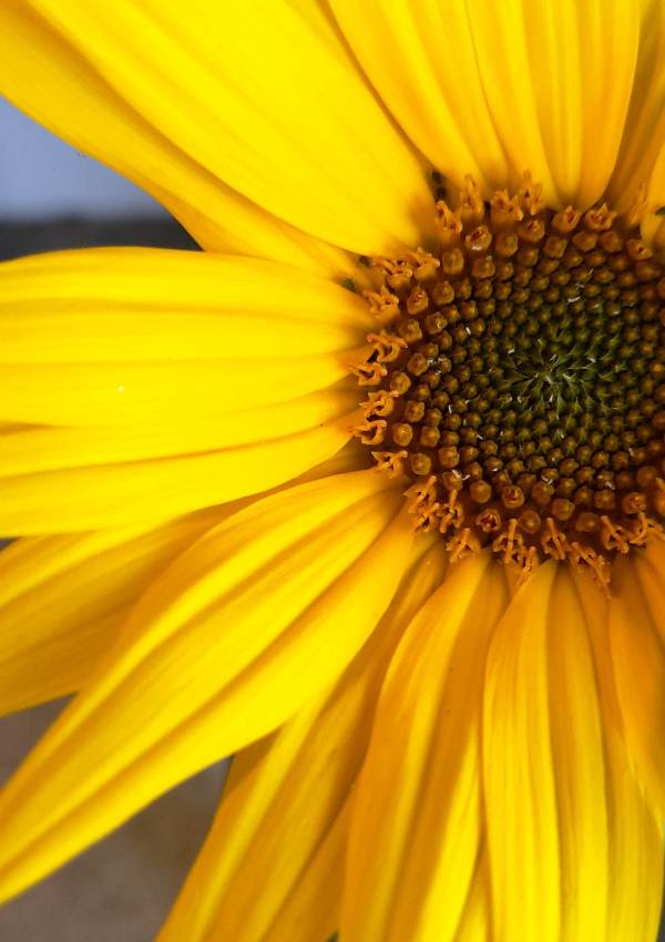 Arnica massage