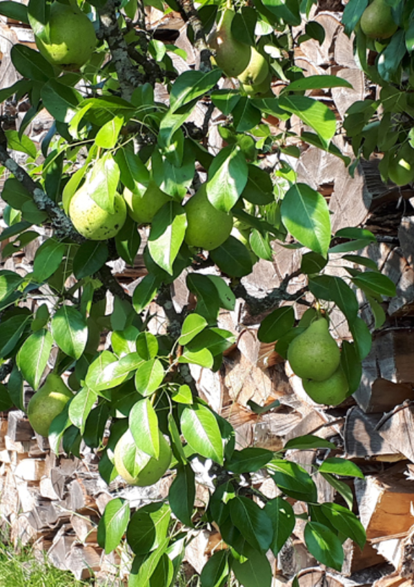 Our orchard