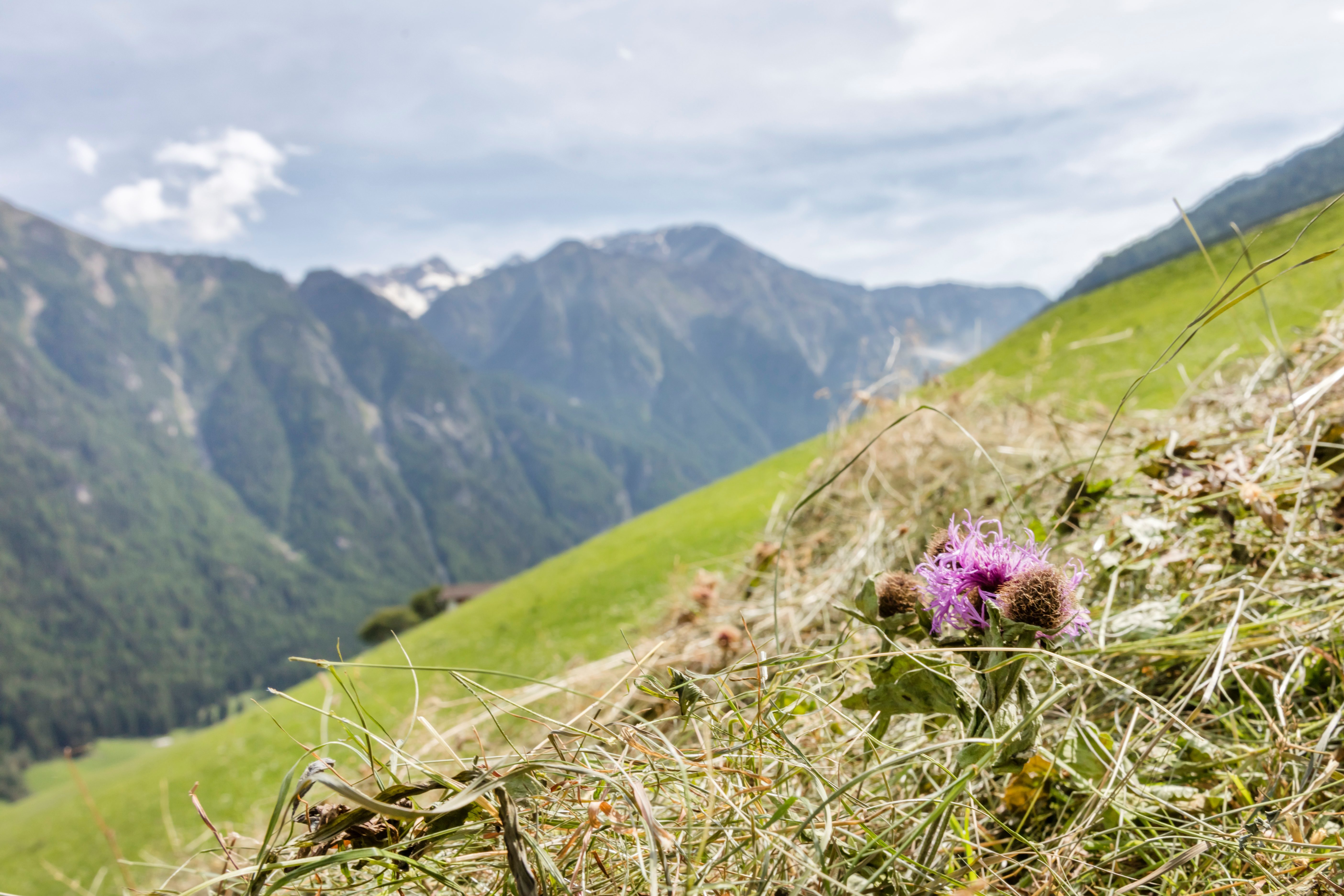 Geführte Erlebniswanderung: Frühlingswanderung