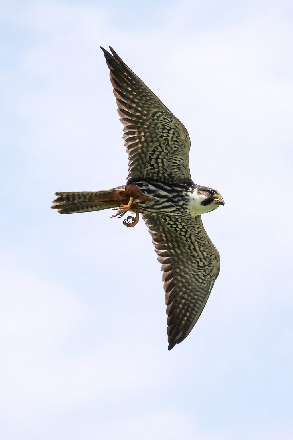 AUTUMN TRAINING - BIRDS ON THE WAY TO THEIR WINTER QUARTERS - Purbach