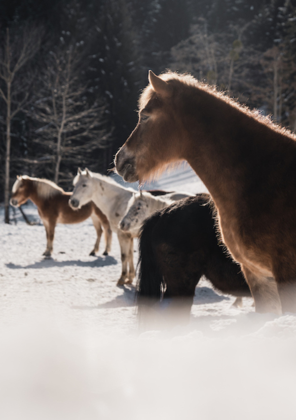 Reiten lernen
