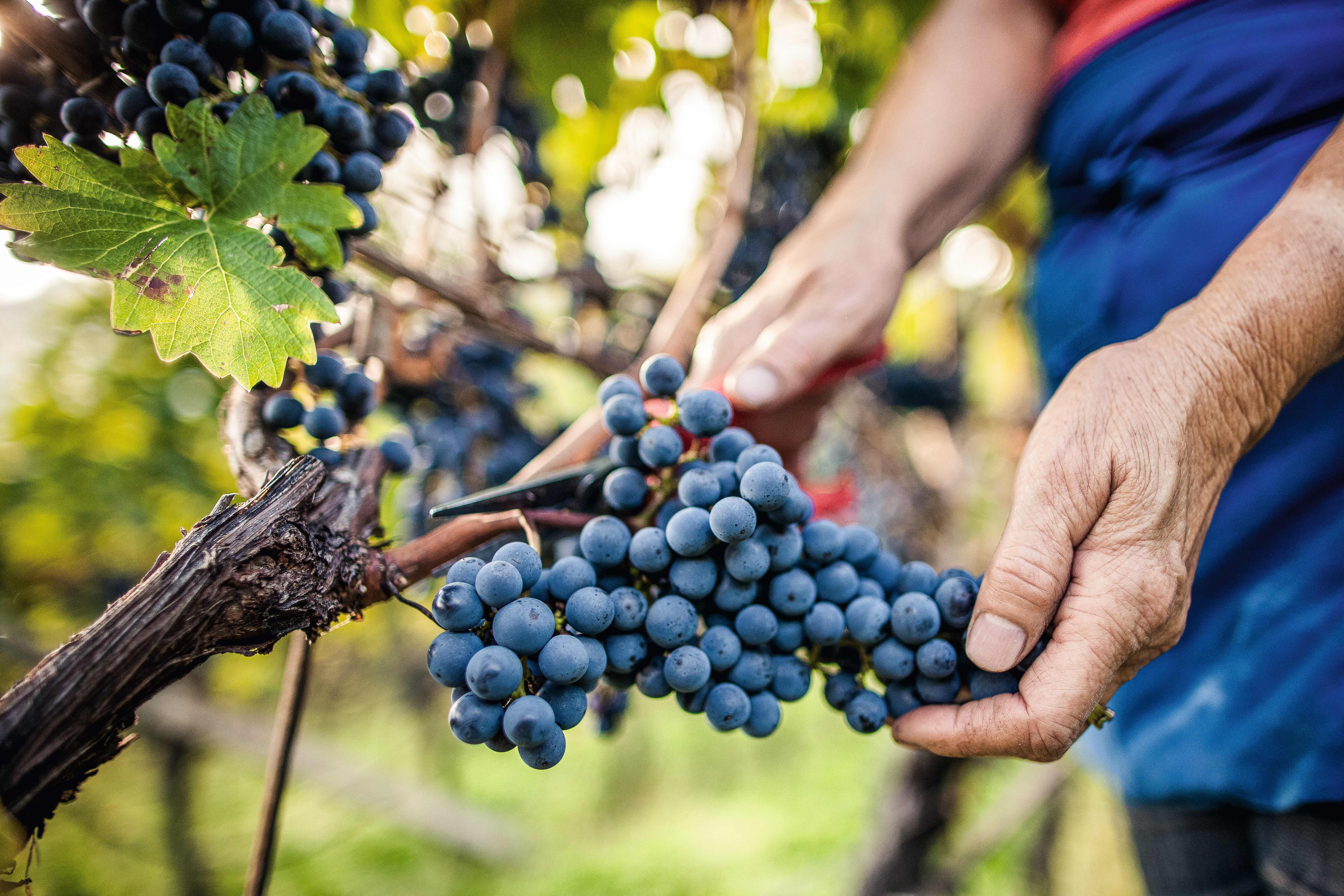 From the vine to the wine cellar - hike and wine tasting at the Rebhof winery