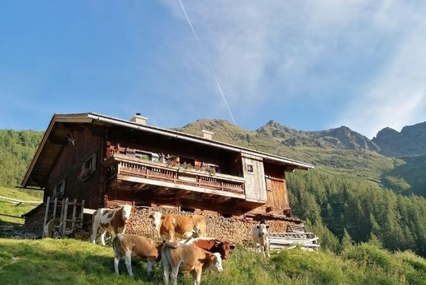 3 Alpine pasture hike