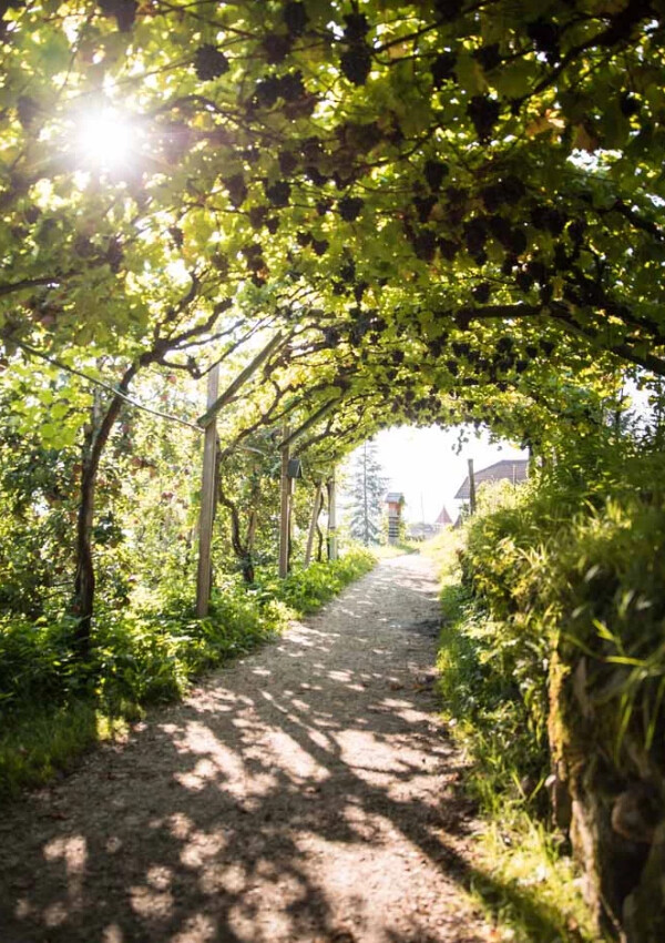Morgenyoga in den Weinbergen