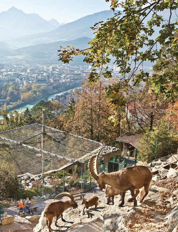 2000 Alpine animals watching