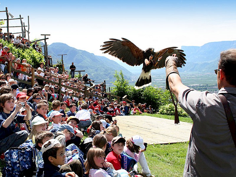 Experience griffins and owls live
