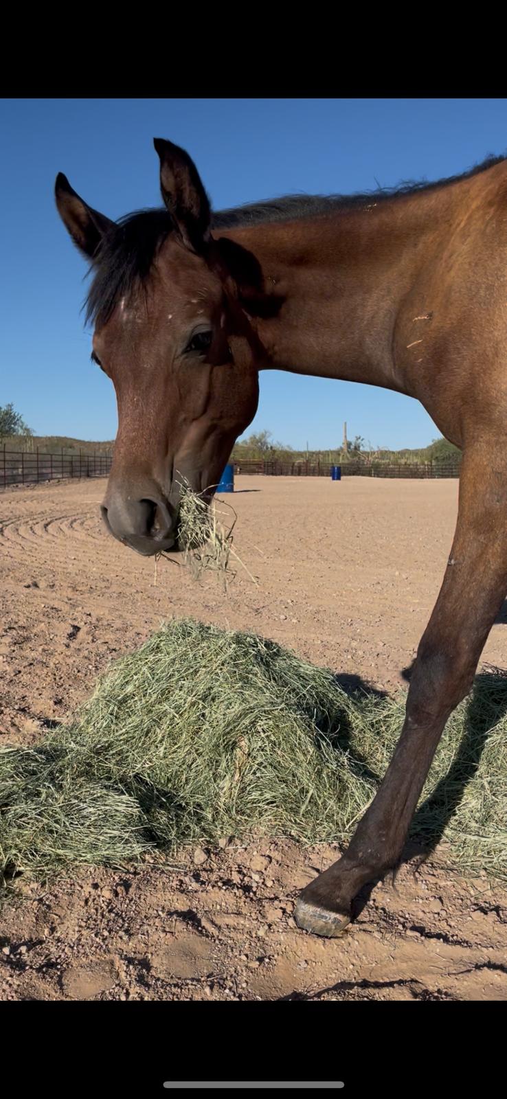 Dealing with animals on the ranch