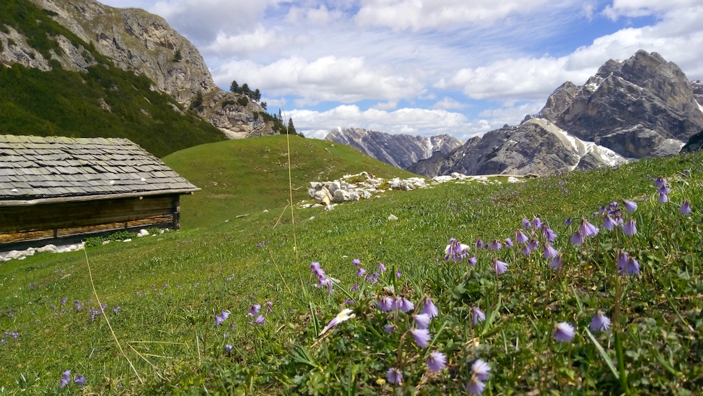 Tuesday: Spring awakening. Val Casies Alpine pastures.
