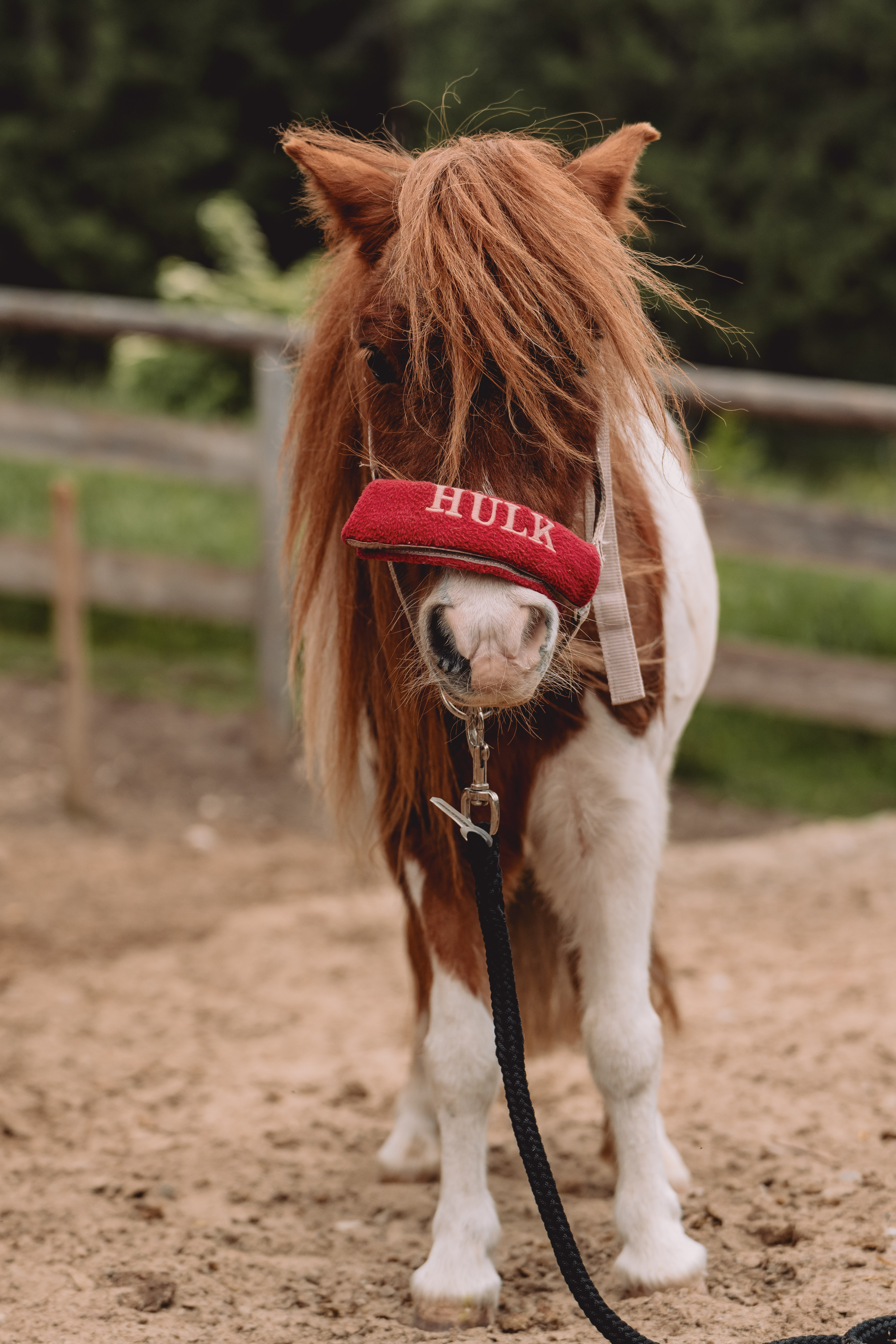 Ponymiete with accompaniment