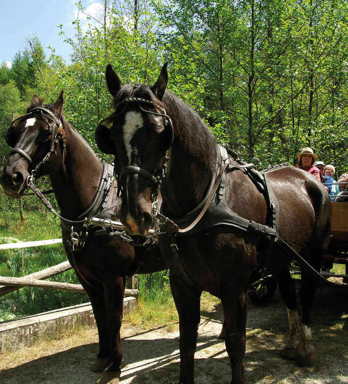 Discovery tour
"Mysterious Southern Heath"
