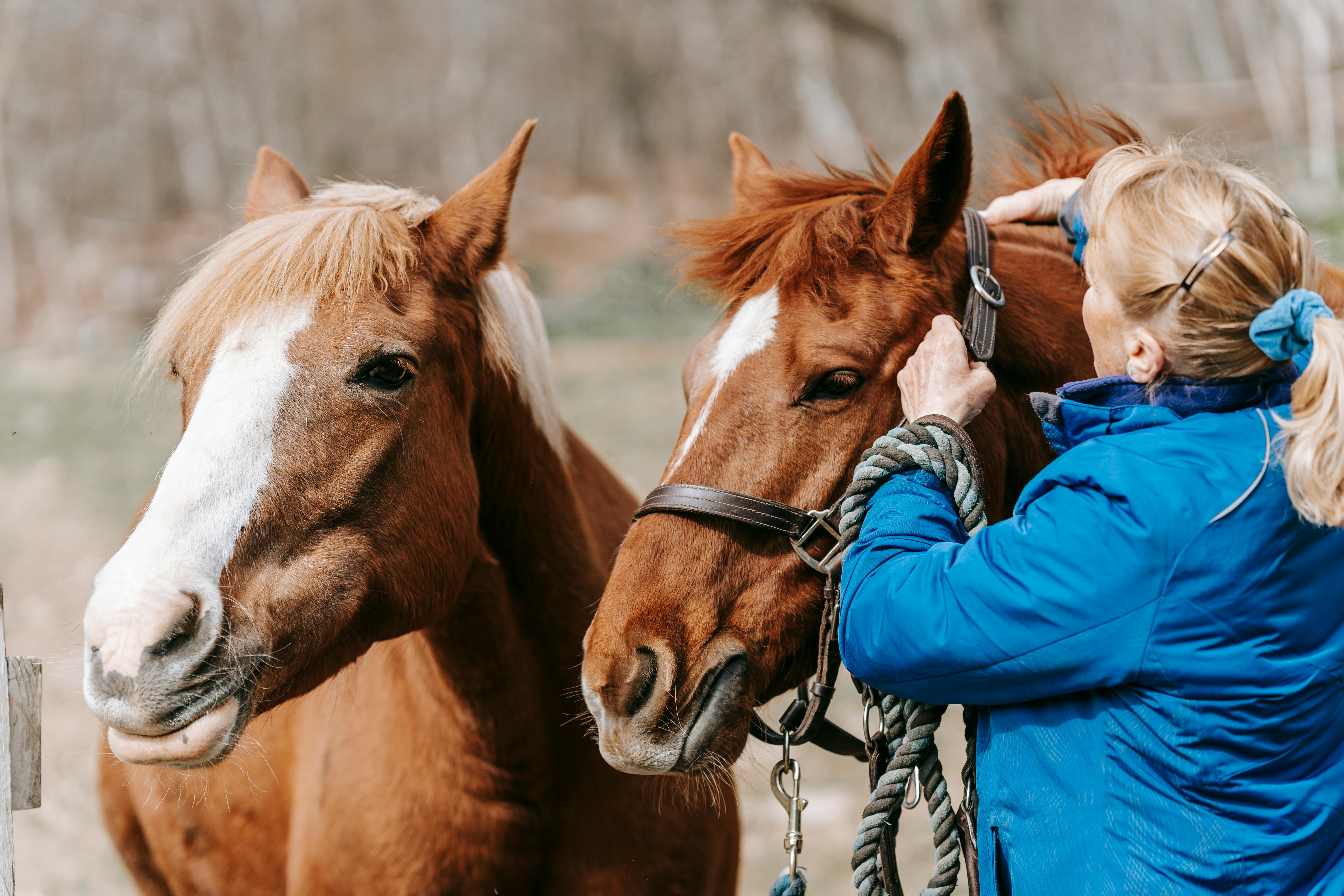 Horse-Trekking-Ausflug