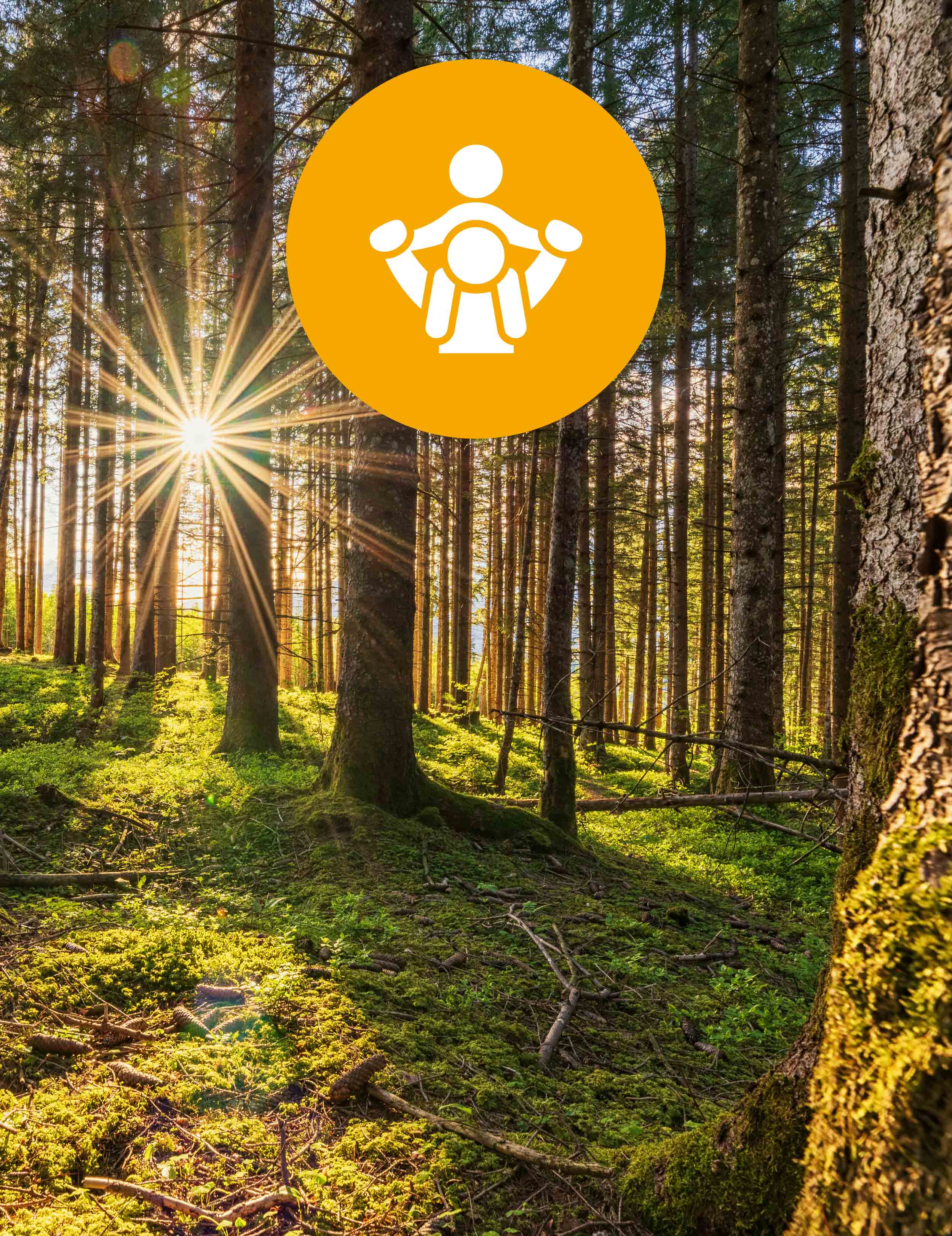 The forest as escape room "Mittelgebirge" foothills image