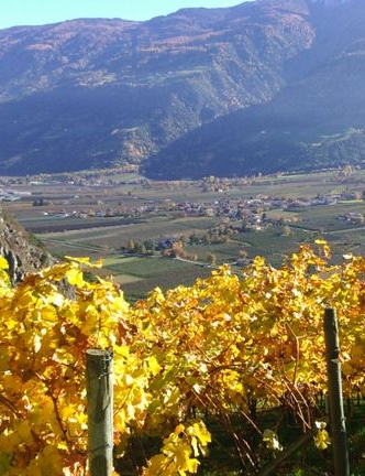 Viticultura di montagna – Degustazione di vini nell’azienda vinicola Castel Juval Unterortl image