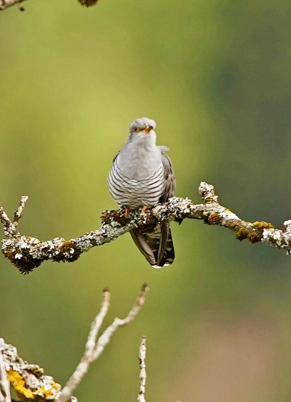 Sound of nature - mental health dank Vogelgezwitscher & Co