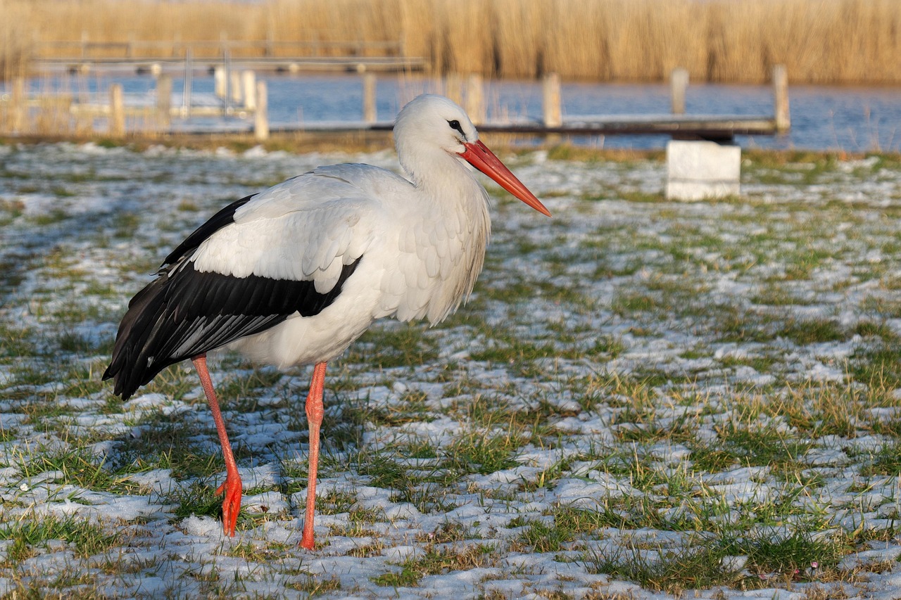 Hinter den Kulissen: Tierpfleger-Tour im Nationalpark Neusiedler See - Seewinkel