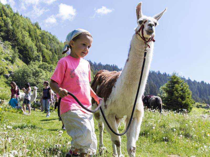 "Plai a mi"  Ausflug mit Lamas - das tierische Abenteuer
