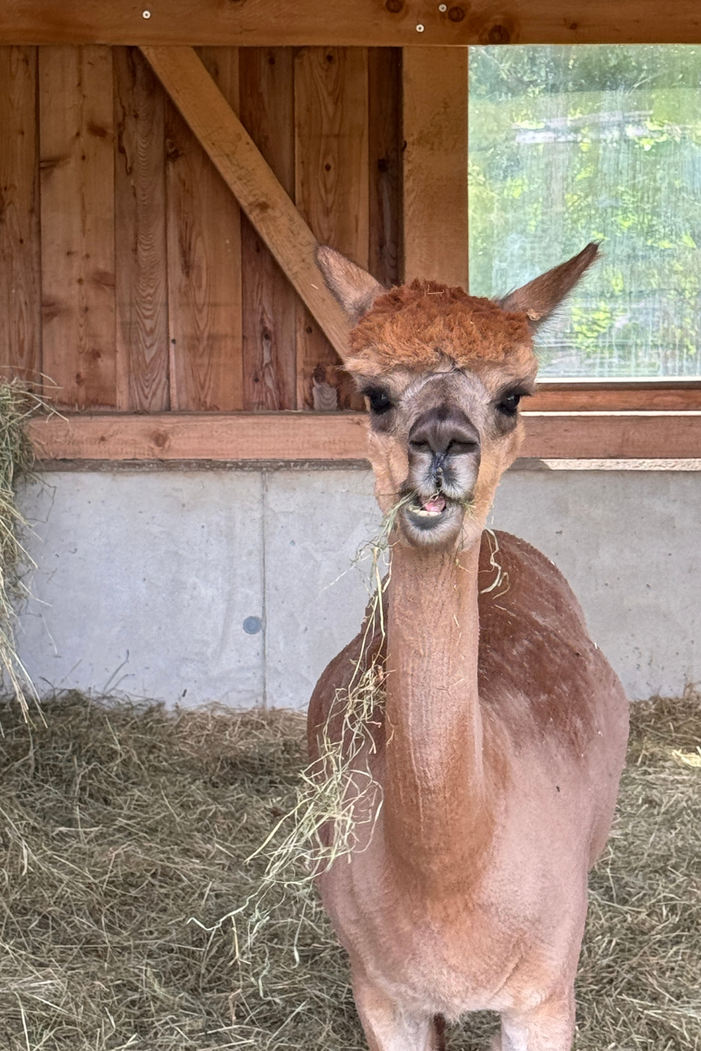 Alpaca hike with adventure factor*