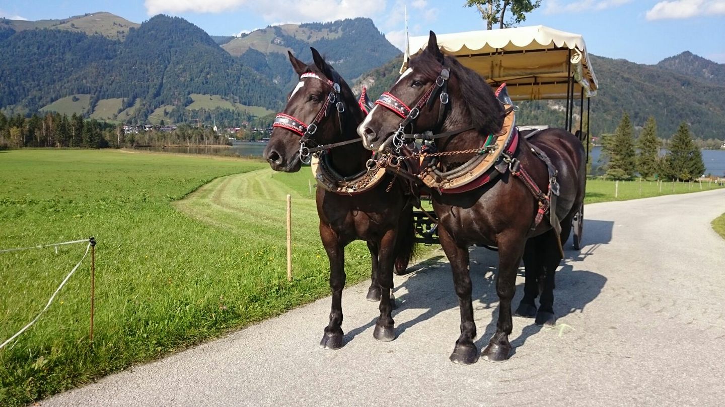 Carriage ride 1 h