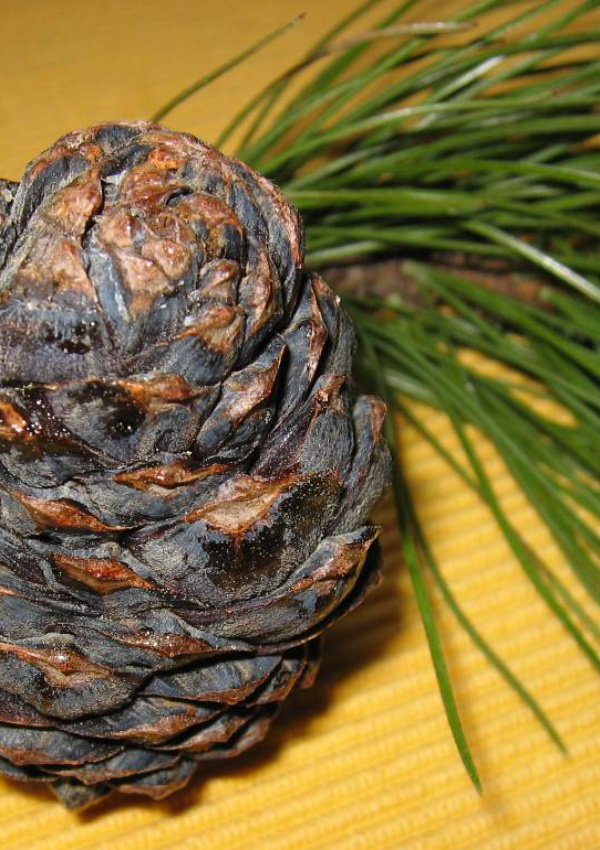 Rezept Zirbenschnaps