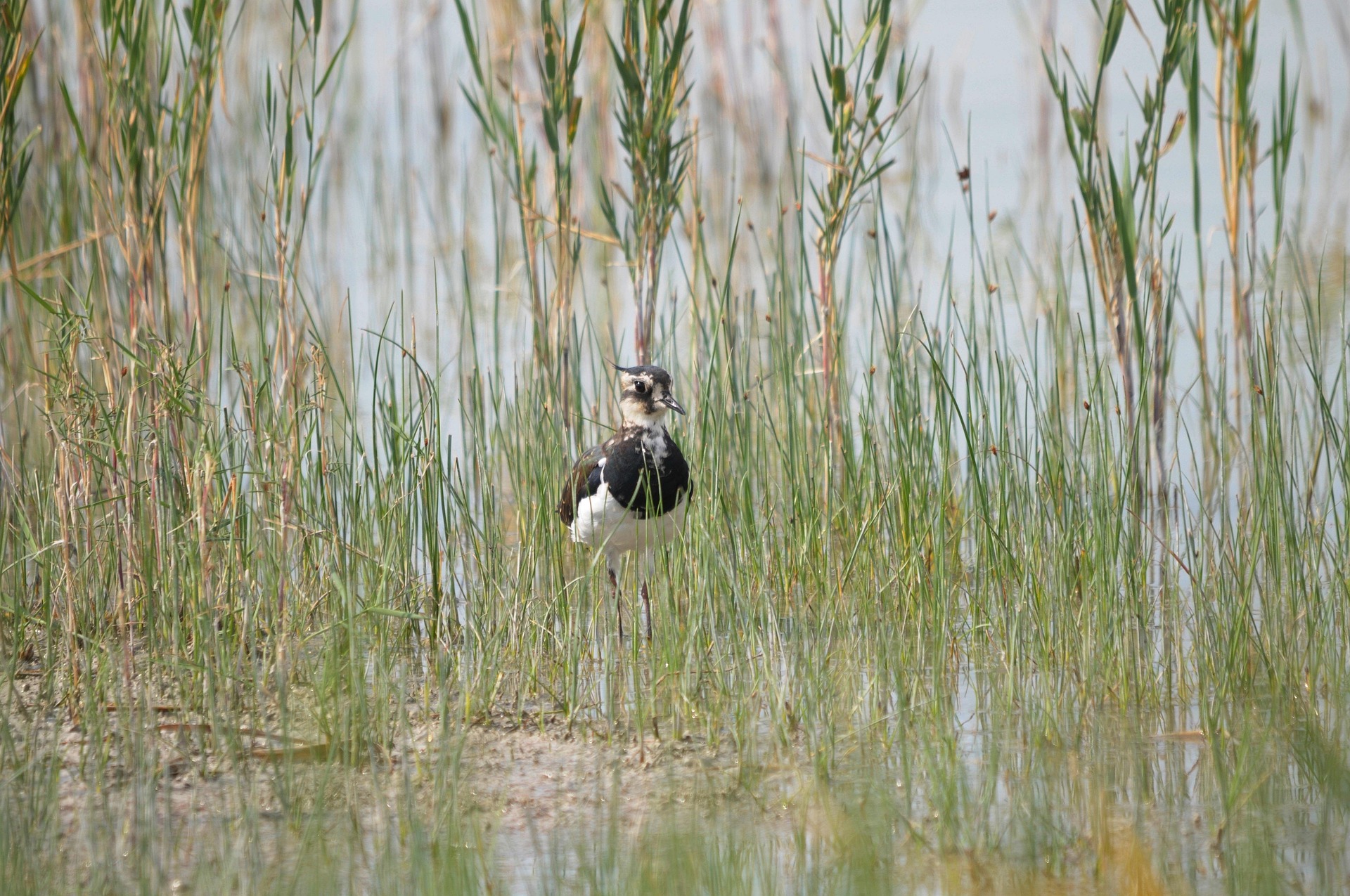 Canoe tour in the reed labyrinth of Lake Neusiedl