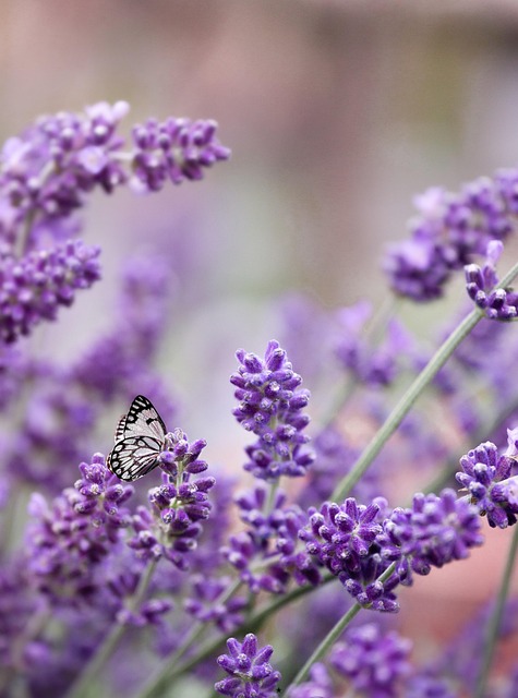 Lavendel-Aufguss