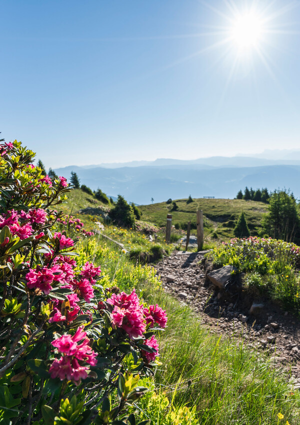 Alpine hike
