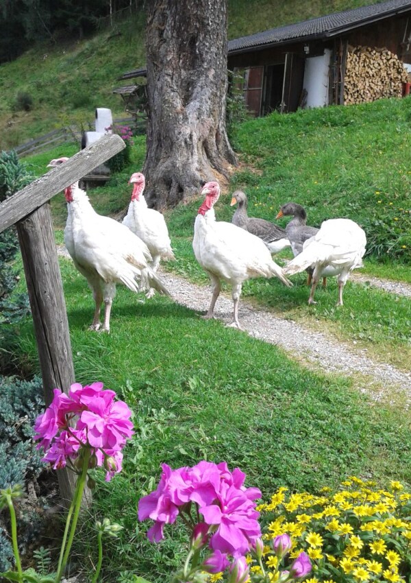 Farm Safari