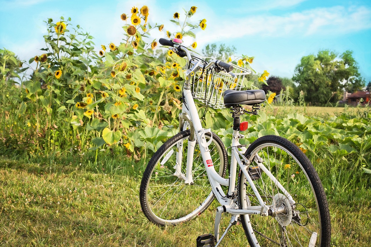 Bicycle rental