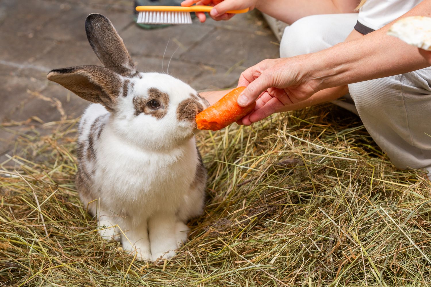 Cuddly rabbit time for the whole family🐇🥕