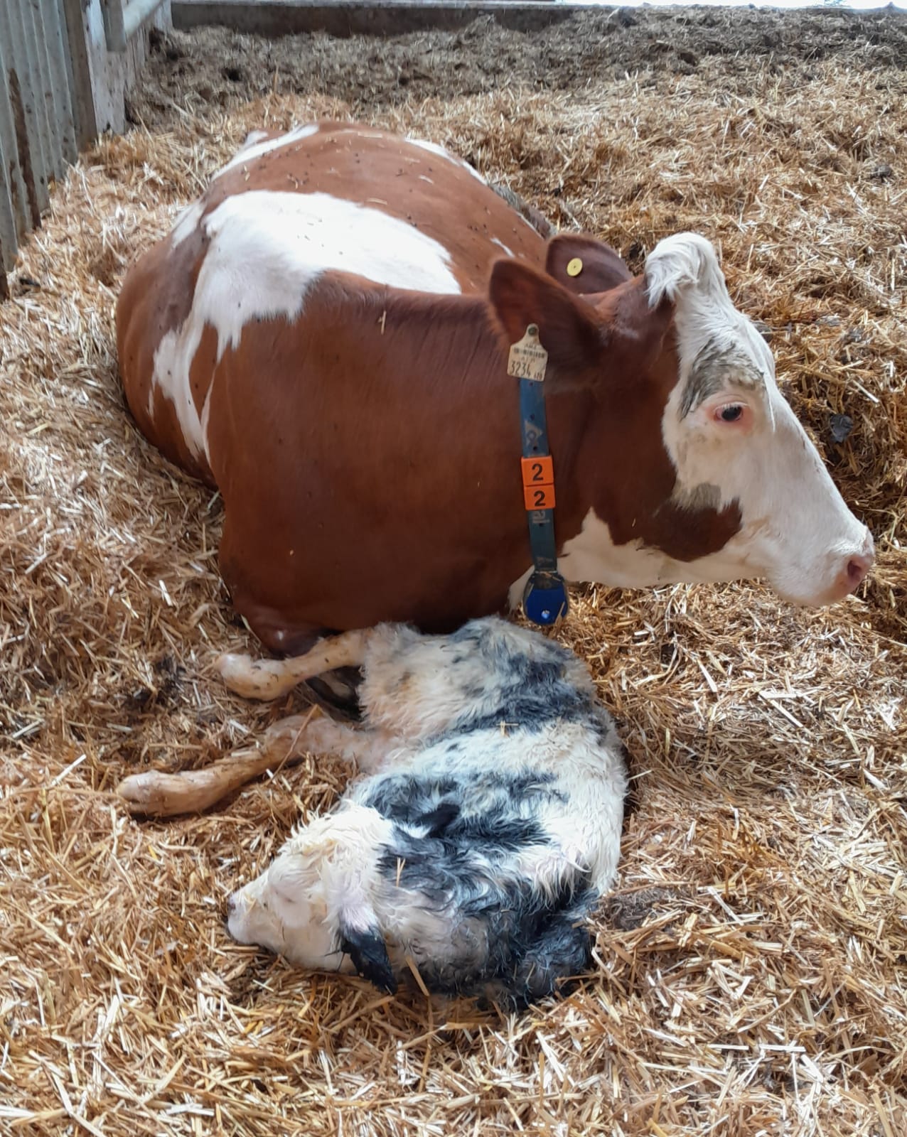 To be present at the birth of a calf once!