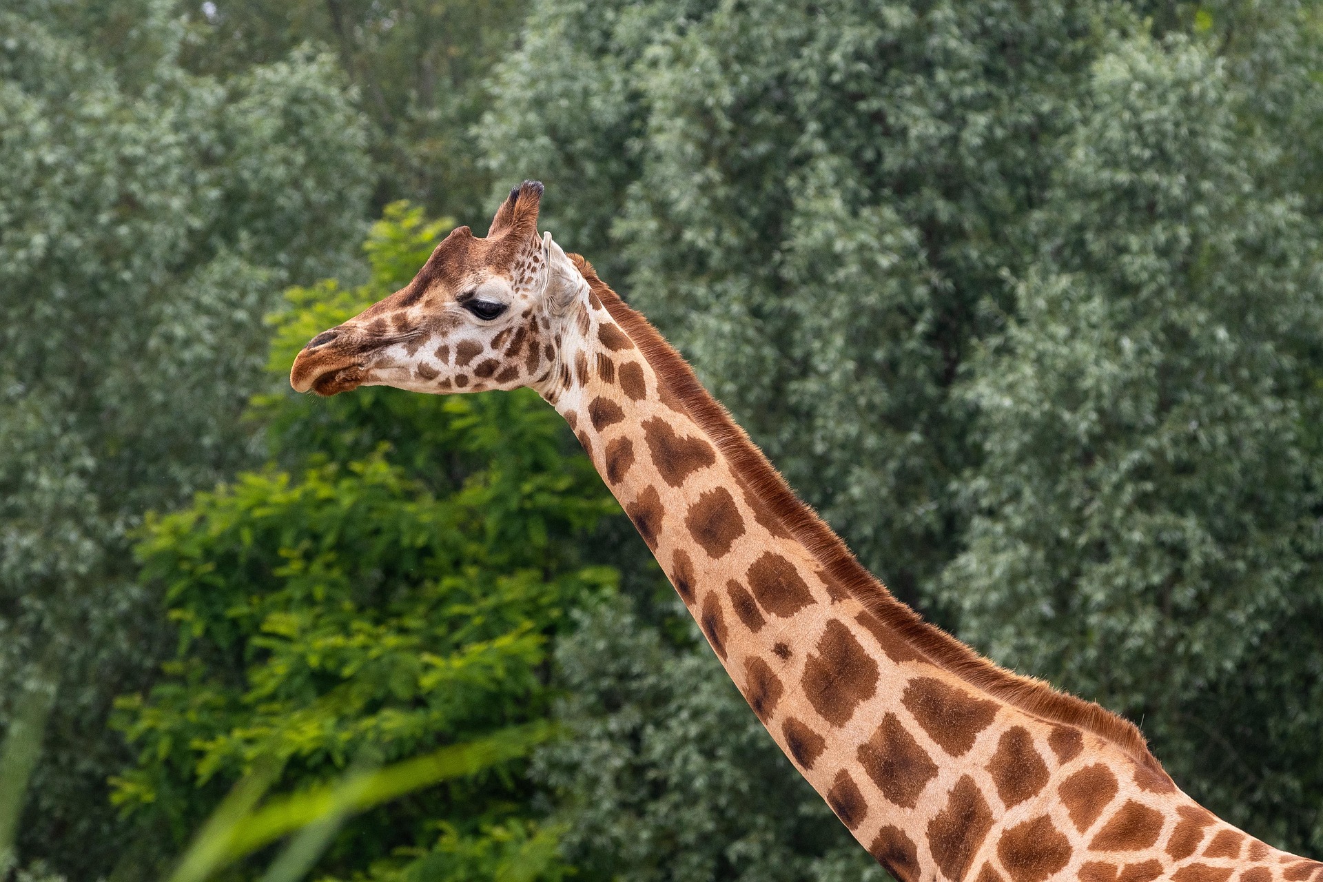 Visit to your favorite animal at Nuremberg Zoo