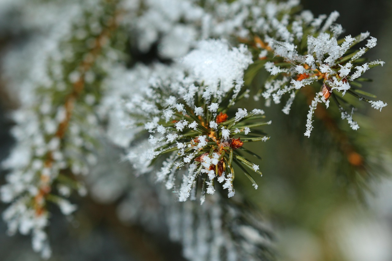 SAUNA infusion "Silver fir - spruce needle"