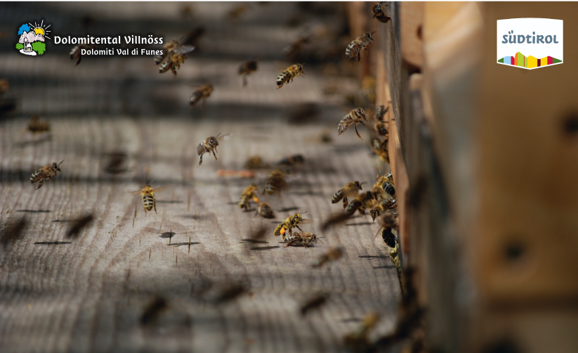 Slow Food Travel - The world of bees