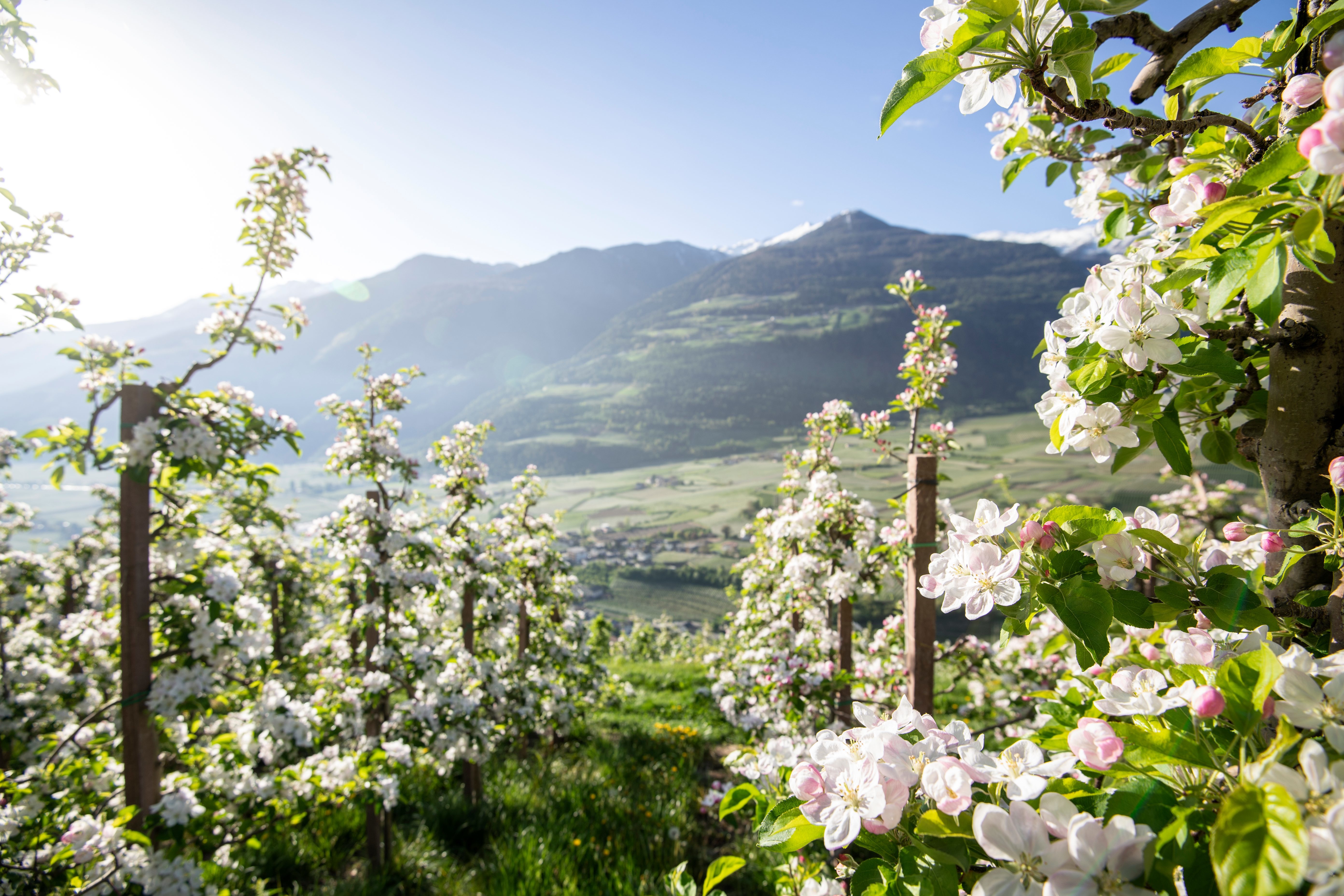 Baumblüte im Vinschgau