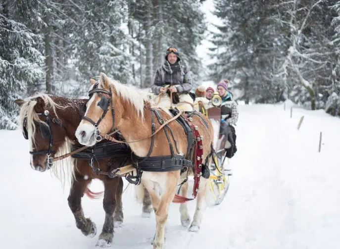 Horse-drawn sleigh rides