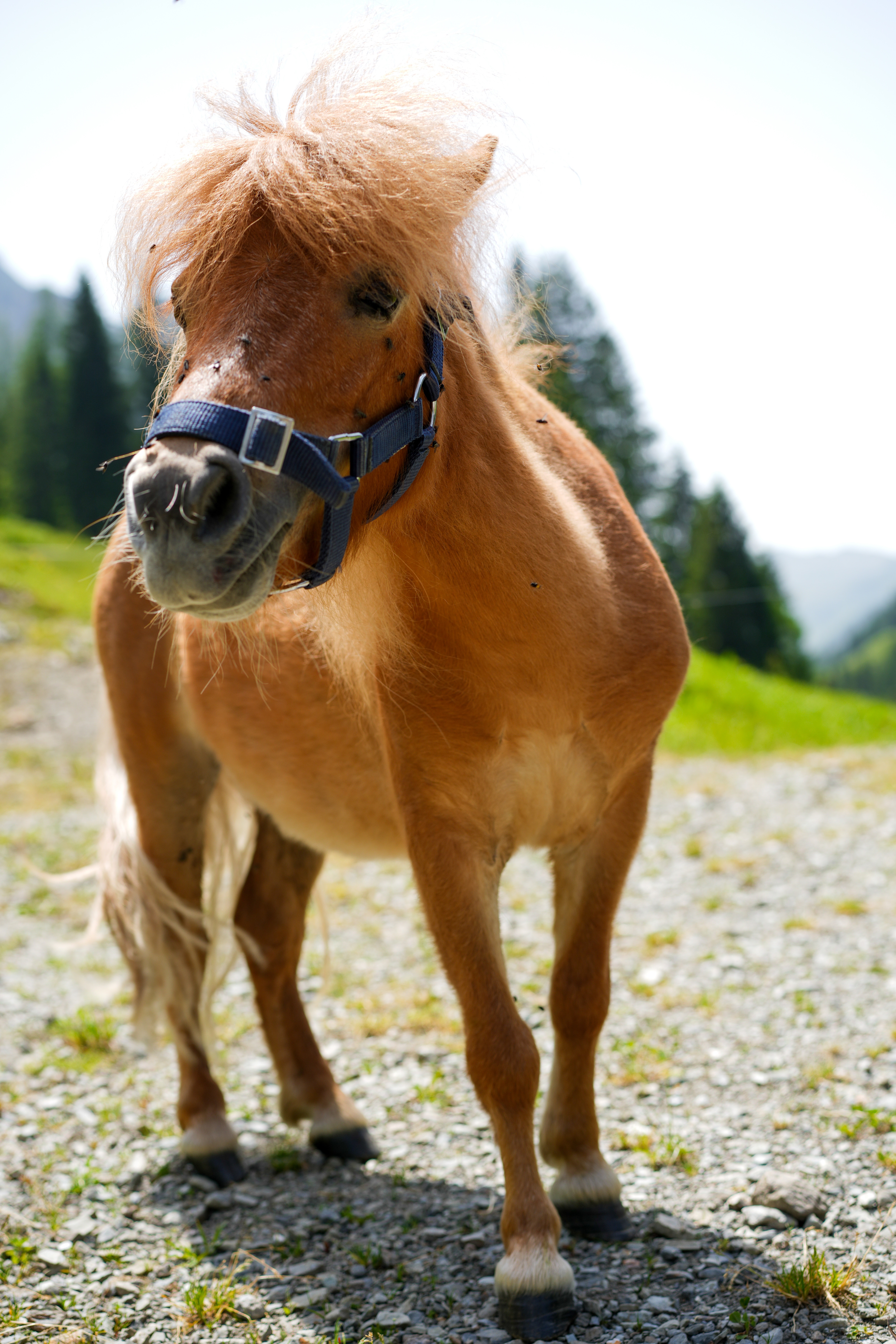 Children's pony hike on the alpine pasture