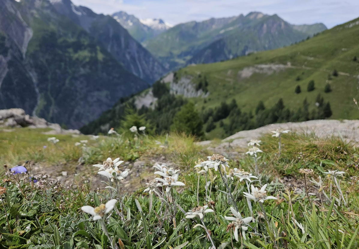 Edelweisswiese - Steiner Almen
